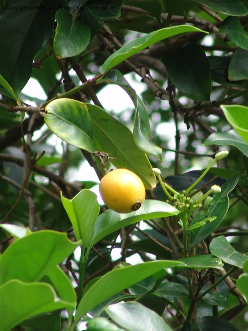 Posoqueria latifolia--So. Africa. Durban Bot. Garden. 14 Mch 05. 206.jpg