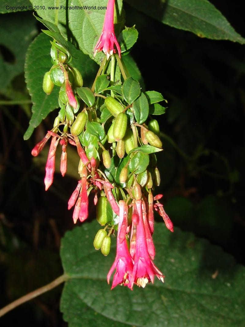 Fuchsia scabriuscula, Croat 96480--Ecuador. Prov. Pichincha. Tandayapa-Nono Rd. 27 Mar 06. 180 (4).jpg