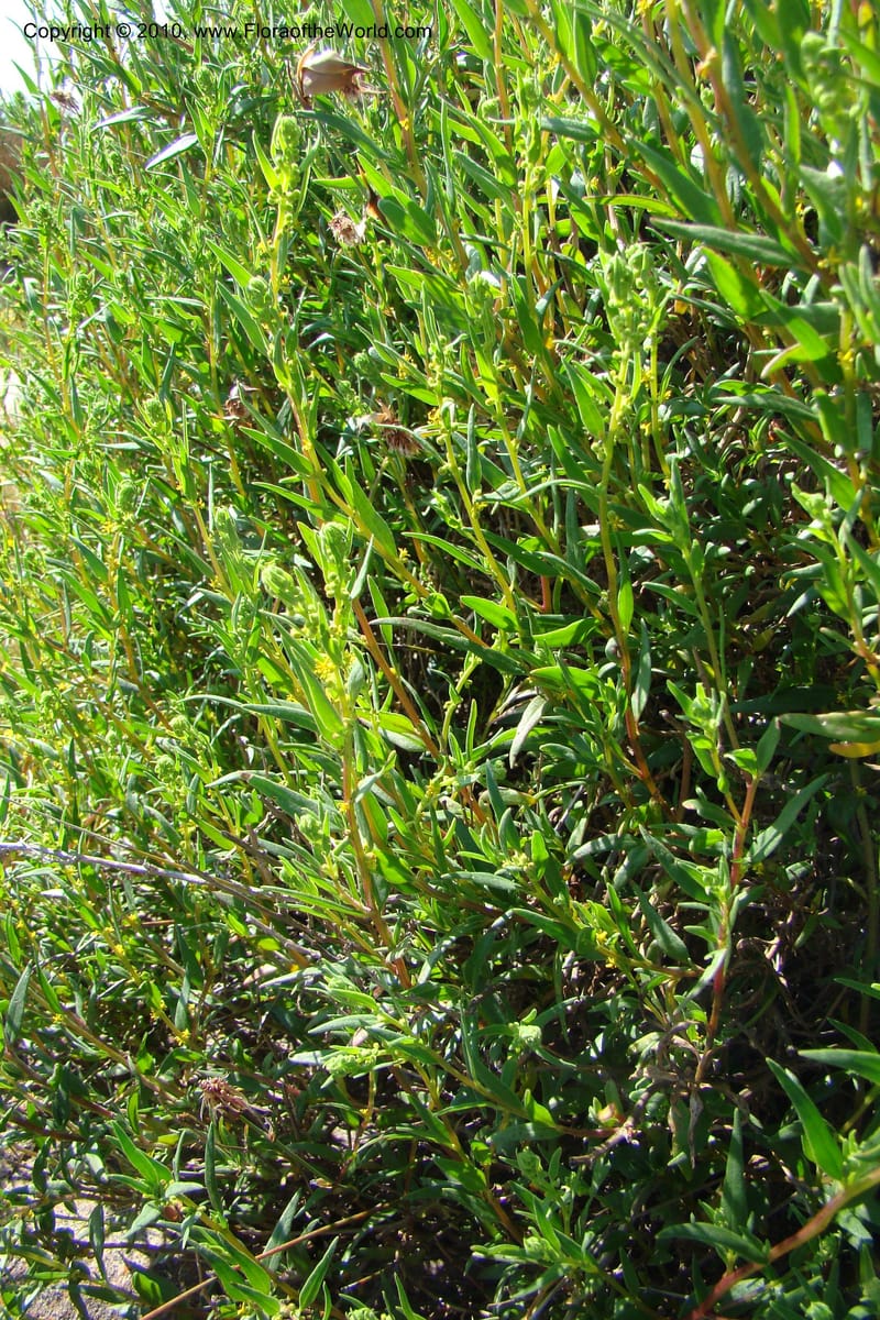 Tetragonia, C. Davidson 11529--South Africa. Northern Cape. Papkuilsfontein. 25 Aug 09. 302 (15).jpg