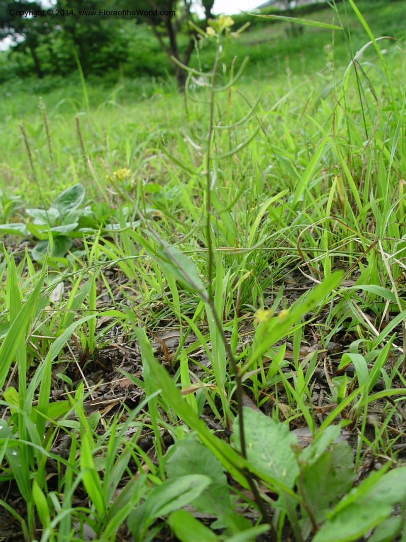 Brassica--Japan. Toyota. Flora along the river. CD19 Jul 03. 010 (2).jpg