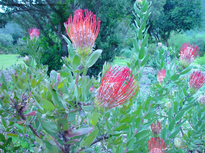 Leucospermum--So. Africa. Cape Province. Kirstenbosch Bot. Gard. 20 Nov 02. 061.jpg