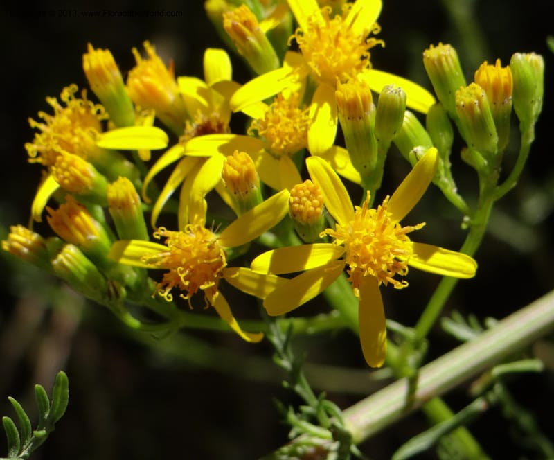 Senecio glaber, W. D. Stevens 34159--Chile, PN Siete Tazas. 21 Feb 2013  99374 (16).JPG