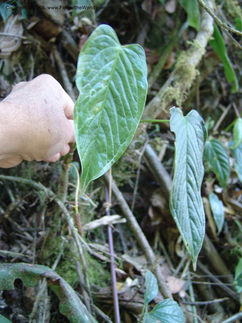Anthurium, Croat93231--Ecuador. Prov. Pichincha. Old hwy Quito to Sto. Domingo. 12 Aug 04. 034.jpg