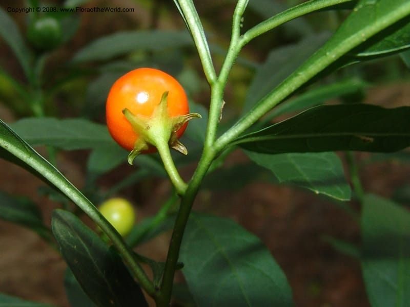Solanum--So.Africa. KZN. Midl. Meand. Granny Mouse. 13 Mch 05. 123.jpg