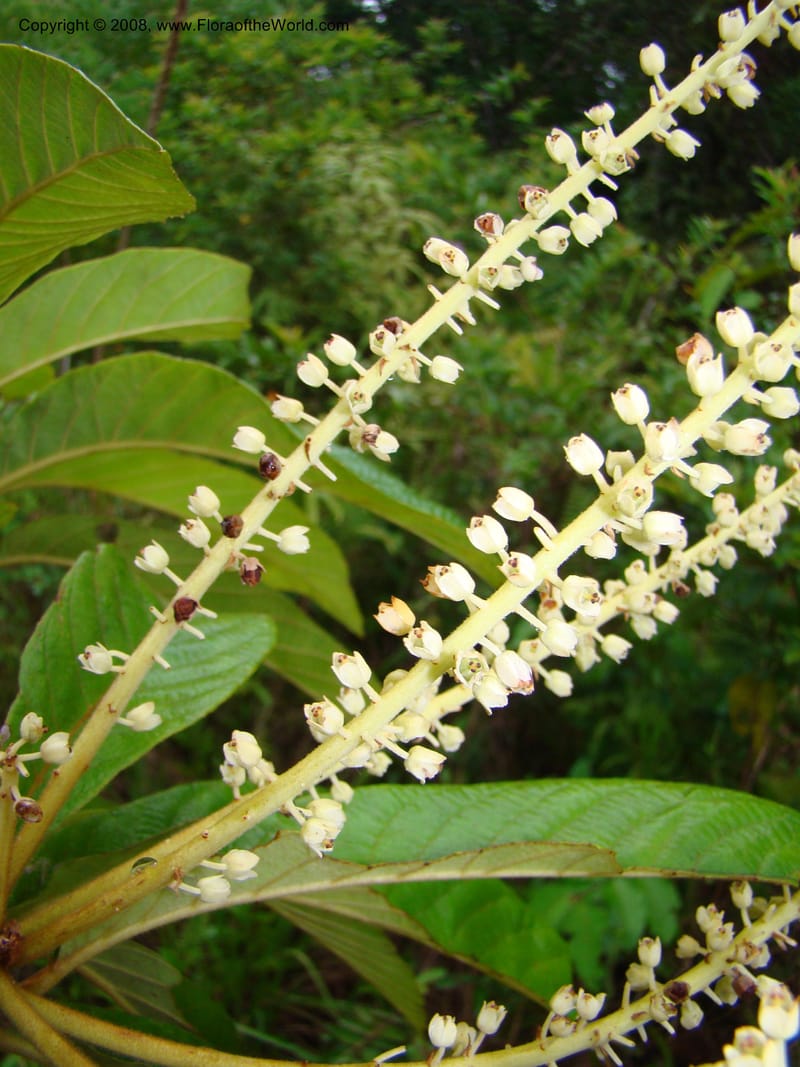 Clethra mexicana, RAguilar11192--Costa Rica. Puntar. Osa. Los Mogos. 17 Apr 08. 440.jpg