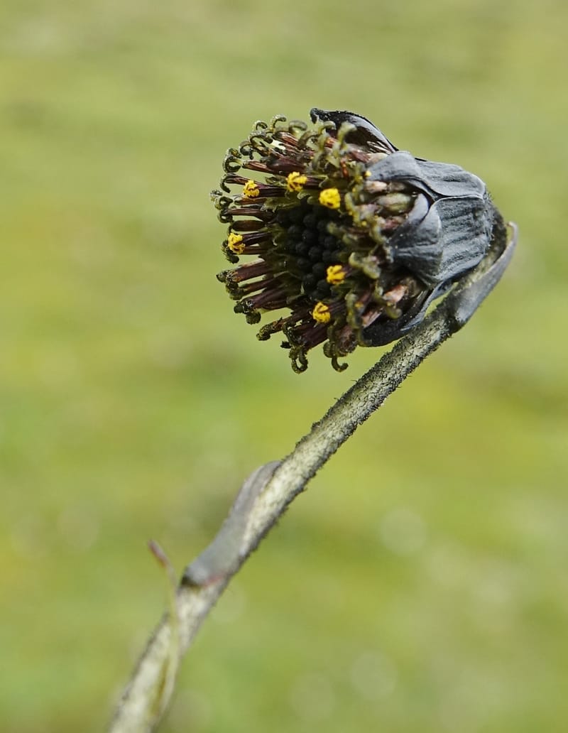 Cremanthodium lineare var. eligulatum, D. Boufford 44045--China. Sichuan. Yajiang Xian, between Litang and Yajiang. 16 Aug 2017. DSC06537 (12).JPG
