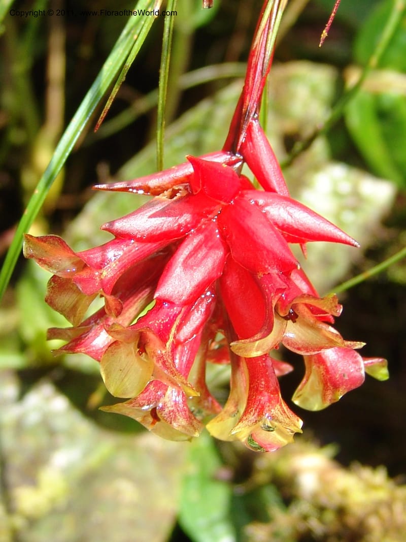 Guzmania graminifolia, Croat 95179--Ecuador. Esmeraldas. Alto Tambo. 22 Feb 05. 058 (4).jpg