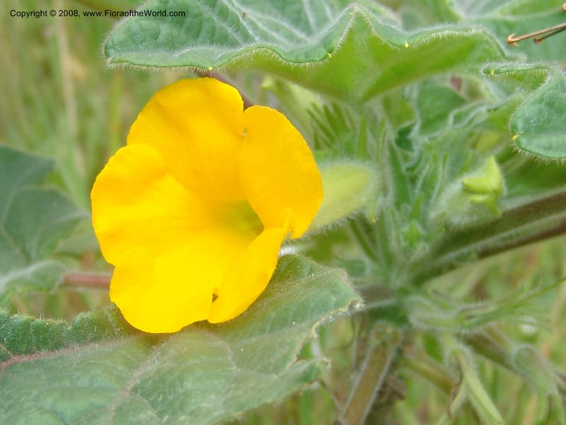Uncarina roecosiliana--So. Africa. Mpumalanga. Karino, Whyte Thorne Garden. 19 Mch 05. 176.jpg