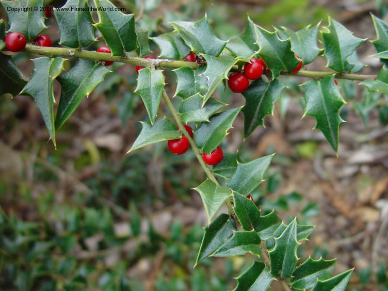 Ilex pernyi. 80.1324--CA. UC Berkeley Bot. Gard. 11 Feb 03. 023.jpg
