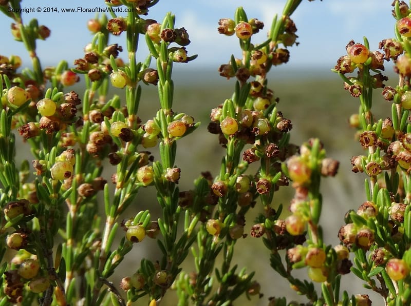 Erica, Davidson, C 12302B--South Africa. Western Cape. De Hoop Nature Res. 22 Jan 2014. DSC01681 (120).JPG