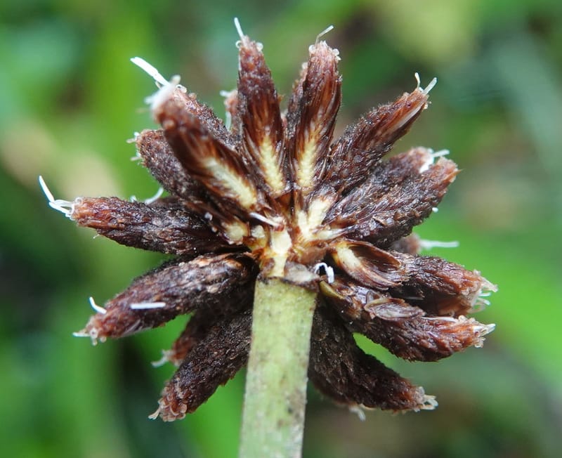 Mapania, C. Davidson 14078--Gabon. Raponda-Wallker. 28 Oct 2019. DSC02420 (176).JPG