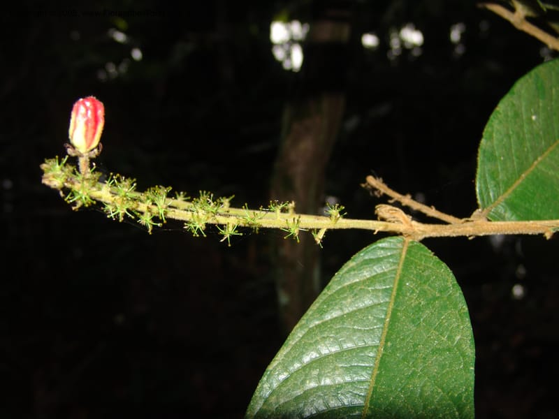 Hirtella bullata, AAraujoM1144--Bolivia. Pq. Nac. Madidi. Chalalan. Send. Paraba. 27 Nov 04. 029.jpg