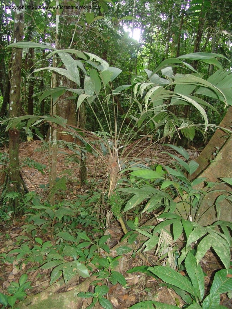 Geonoma brogniartii, AAraujoM1105--Bolivia. Pq. Nac. Madidi. Chalalan. S. Jaguar. 25 Nov 04. 072.jpg