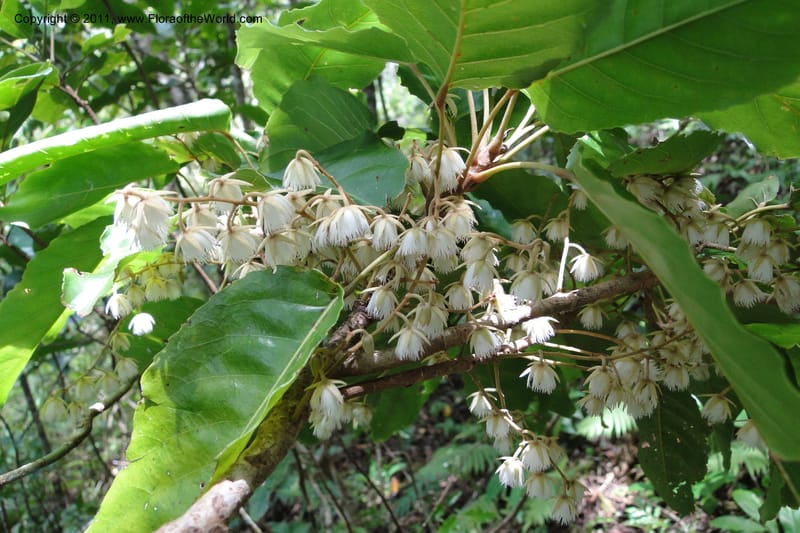 Elaeocarpus, M. Tuiwawa 4961--Fiji. Abaca Village. 11 Feb 2011. 160 (2).jpg