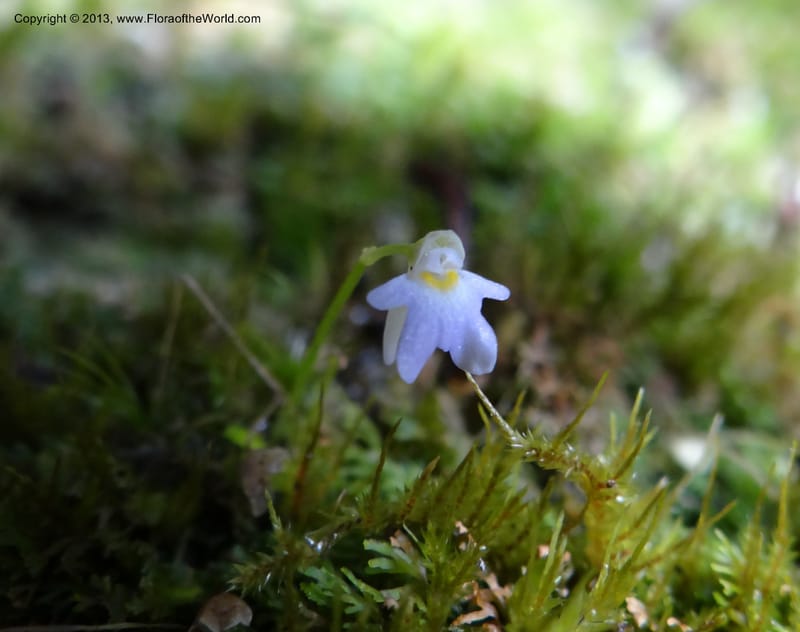 Utricularia, VC 5533--Thailand. Chiang Mai Prov. Doi Pha Hom Pok Nat. Park. 10 Nov 2012. DSC08349 (153).JPG