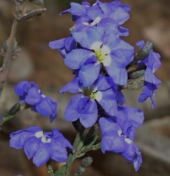 Dampiera fasciculata, Davidson, C 13525--Australia. W. A. Trail to Mt. Hassell. 30 Oct 2016. DSC07078 (76).JPG