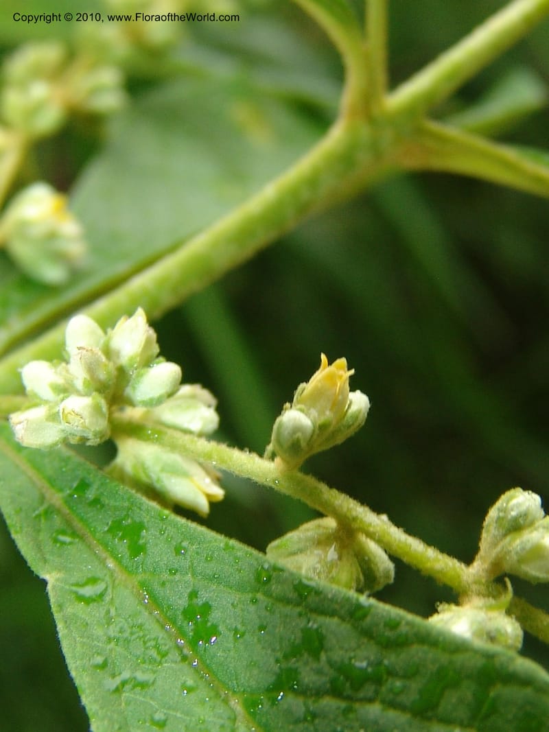 Buddleja, Croat 96509--Ecuador. Prov. Pichincha. Tandayapa-Nono Rd. 27 Mar 06. 006 (6).jpg