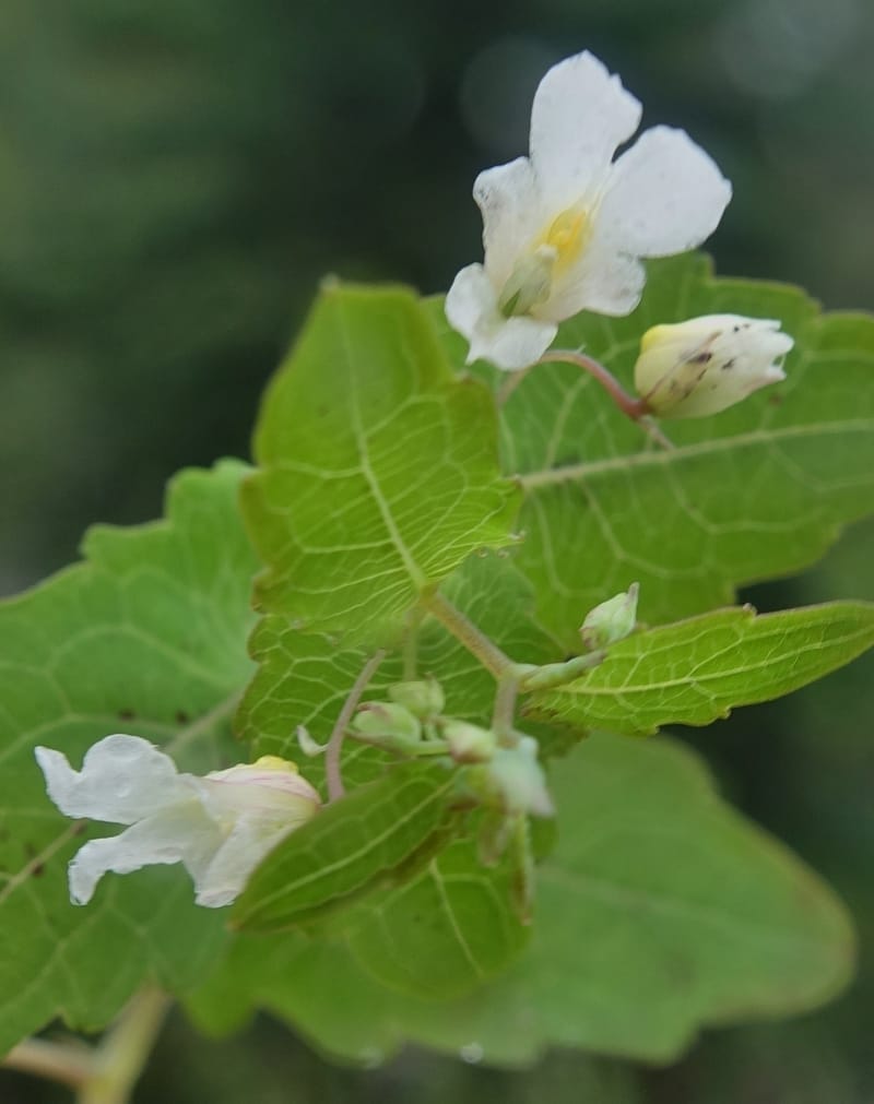 Impatiens apsotis, C. Davidson 13746--China. Yunnan. Tianbao Shan. 10 Aug 2017.  (186).JPG