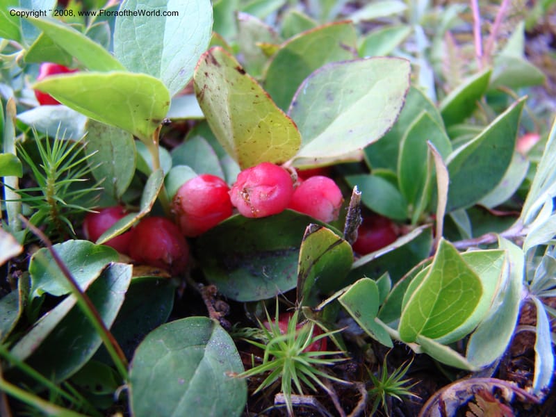 Gaultheria humifusa, CDavidson11280--ID. Idaho Co. Granite Lake. 25 Aug 08. 056.jpg
