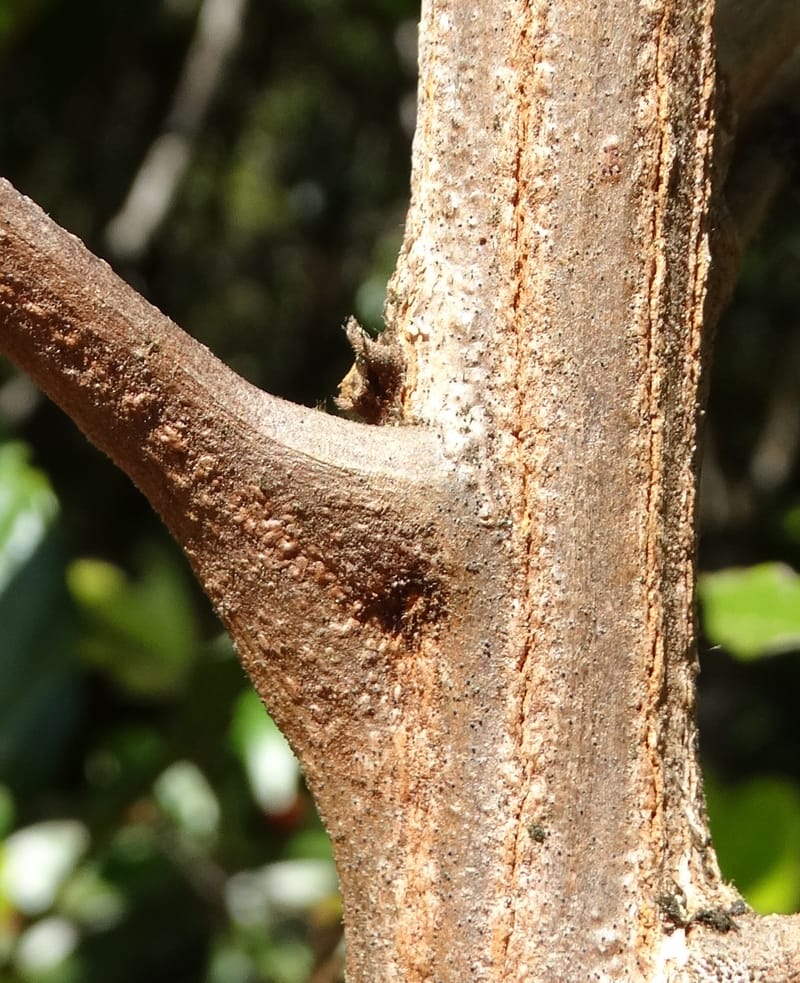 Cupaniopsis, Munzinger, J 7412--New Caledonia. Mont Dzumac. 12 Nov 2015. DSC01563 (403).JPG