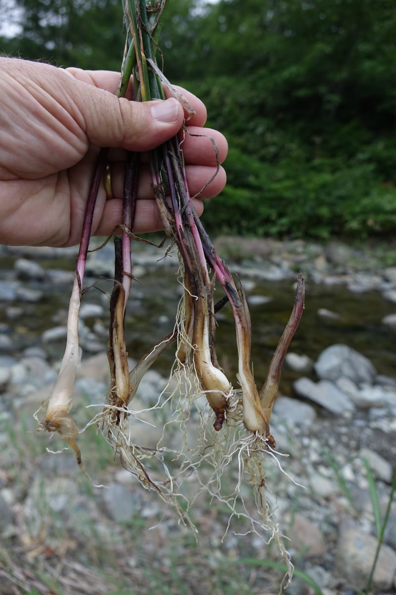 Allium schoenoprasum--Japan. Hokkaido. Teshio Exptl. For. 3 Aug 2016. DSC00757 (77).JPG