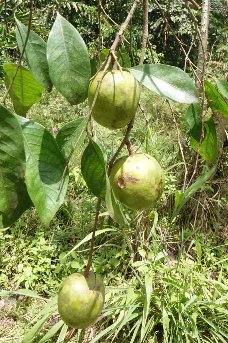 Irvingia gabonensis, C. Davidson 13929--Gabon. Missome Village. 31 Oct 2018. DSC00817 (137).JPG