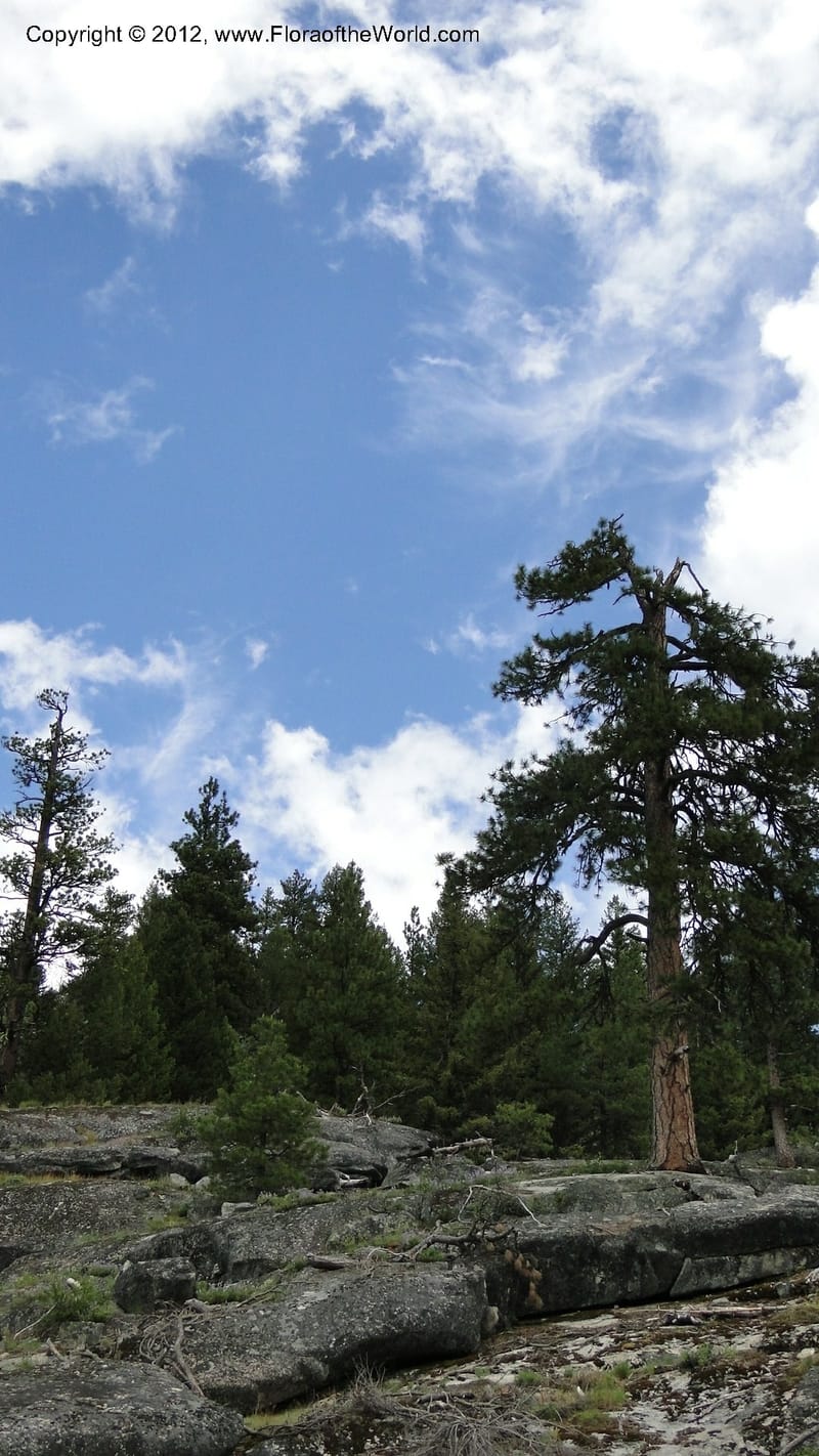 Idaho. Valley County. Lick Cr. Road. 1 July 2010. 088 (2).jpg