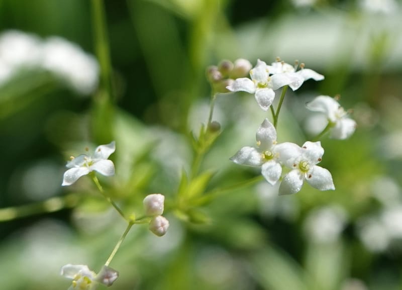 Galium asperrimum, C. Davidson 14086--ID. Valley Co. Lick Creek Rd. 4 Aug 2020. DSC06325 (2).JPG