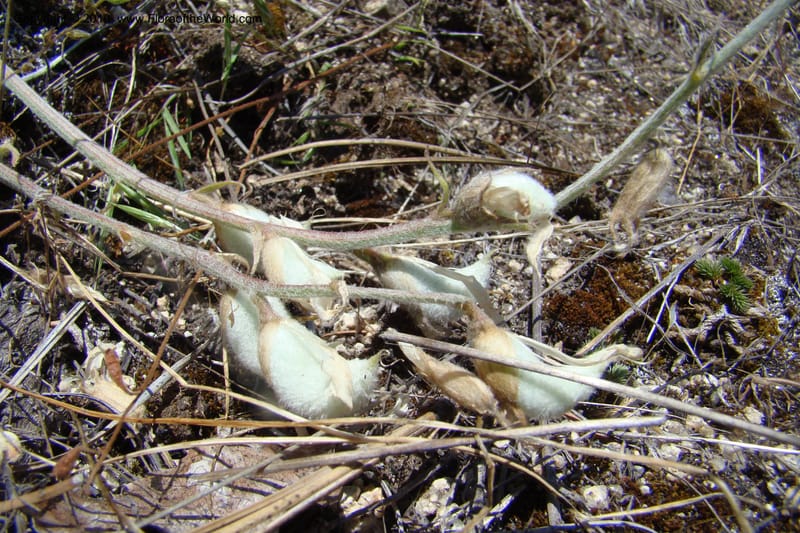 Astragalus purshii, C. Davidson 11372--Idaho. Idaho Co. Salmon River. Polly Bemis Ranch. 27 May 2009. 137.jpg