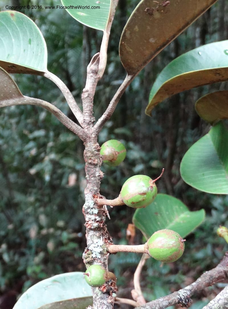 Palaquium, Davidson, C 12740--Sabah. Mt. Kinabalu. Bundu Tuhan Trail. 11 Oct 2014. DSC04153 (147).JPG