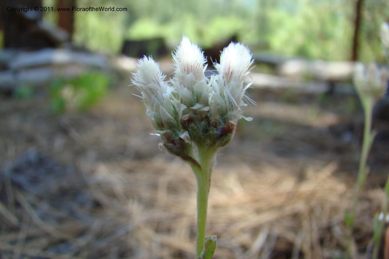 Antennaria rosea, C. Davidson 11398--Idaho. Idaho Co. Salmon River. Shepp Ranch. 28 May 2009. 051.jpg