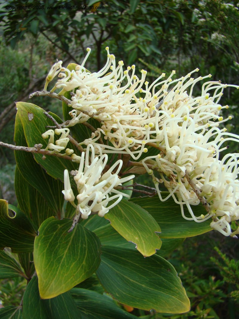 Grevillea exul, JMunzinger4674--N.Caled. Dumbea Dam in Dumbea Riv. 11 Nov 07. 320.jpg