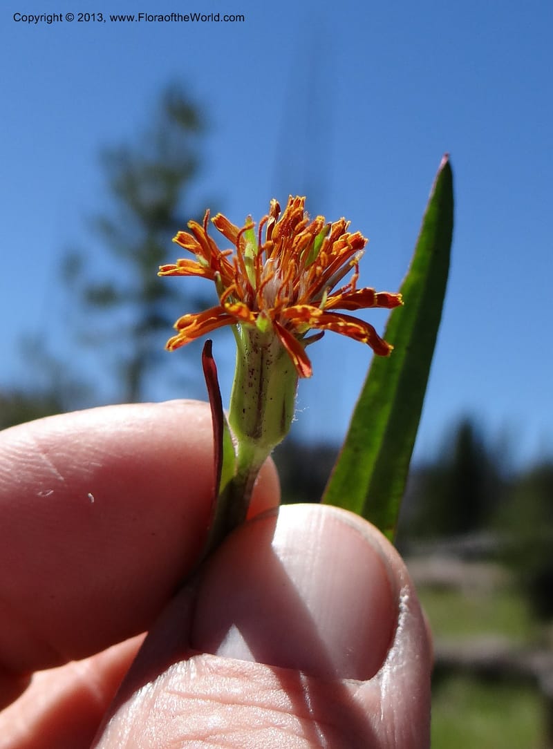 Agaseris aurantiaca, Davidson, C 12060--USA, Idaho, Valley Co., 21 July 2012  2806 (32).JPG