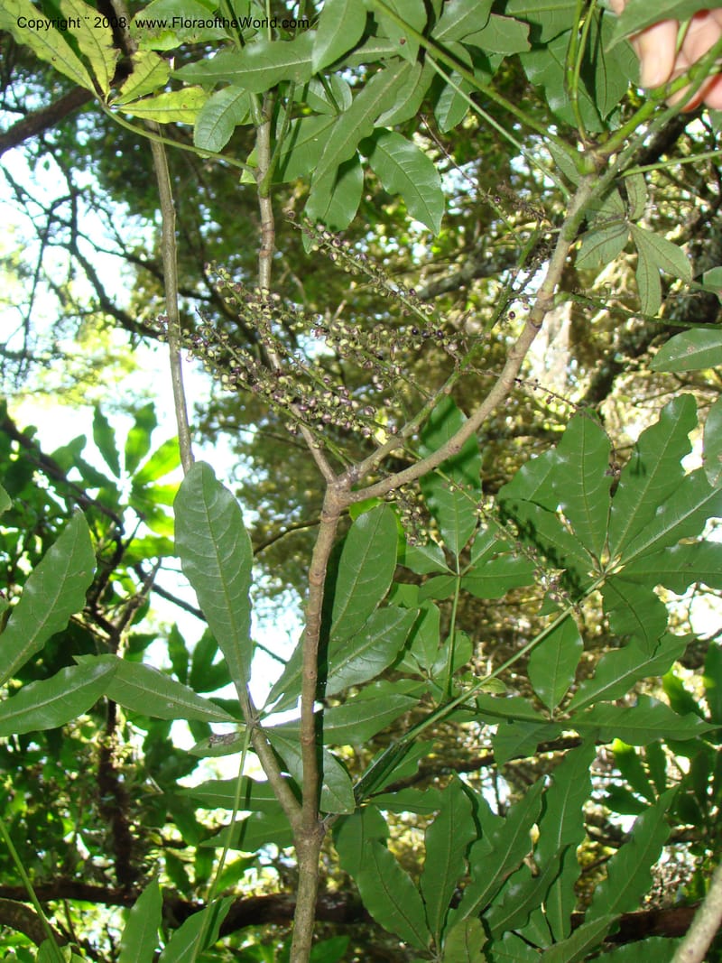 New Zealand. Waikato Distr. Puke Moke Moke Res. 26 Nov 07. 039.jpg