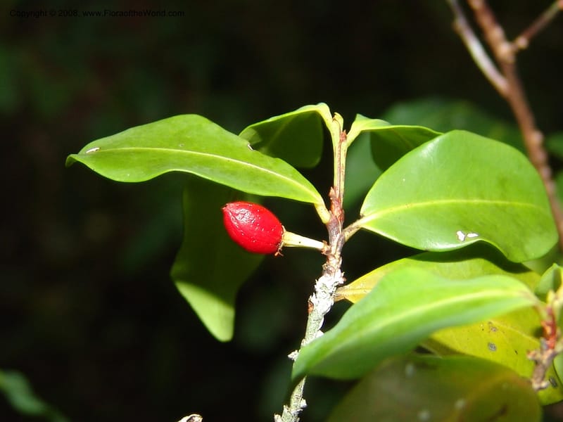 Erythroxylum, not coll.--Madag. Prov. Toliara. Mandena Centr. Res. Ecol. 18 Jan 06.   130.jpg