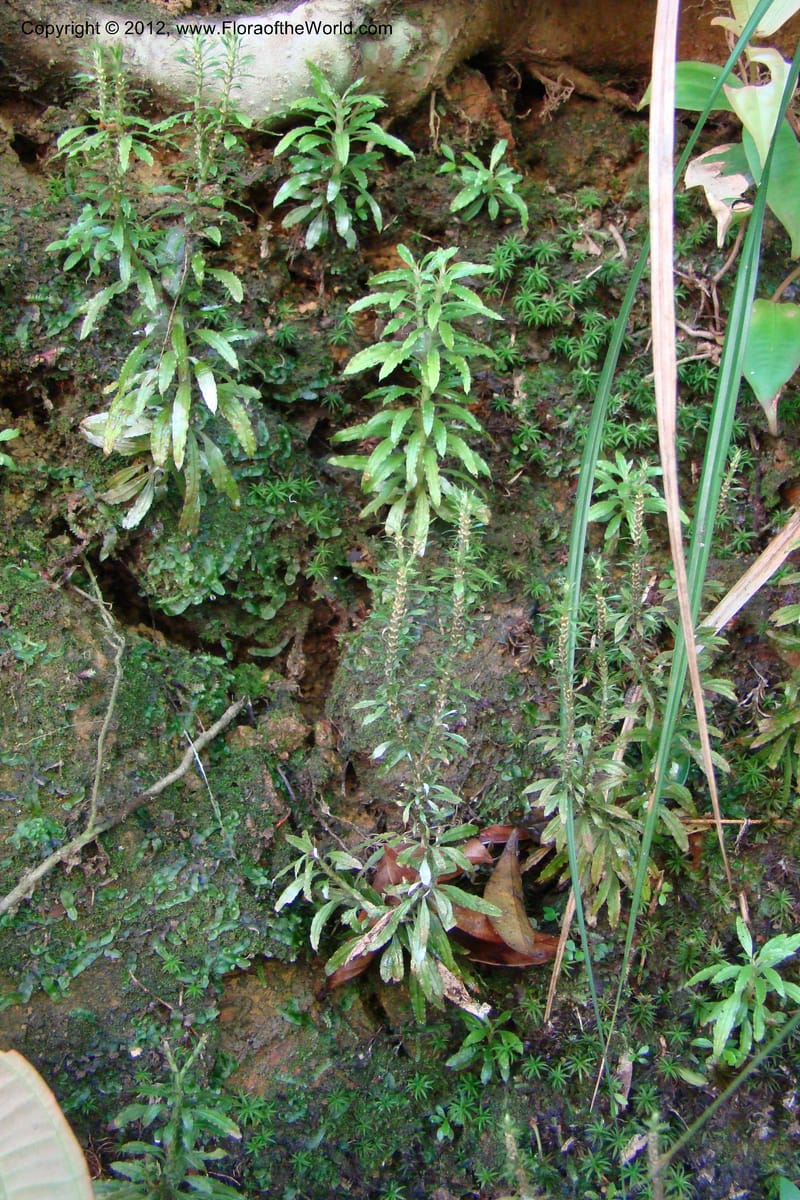 Huperzia, Regalado 1741--Viet Nam. Thua Thien Hue Prov. Phu Loc Distr. Bach Ma. 13Apr 09. 217.jpg