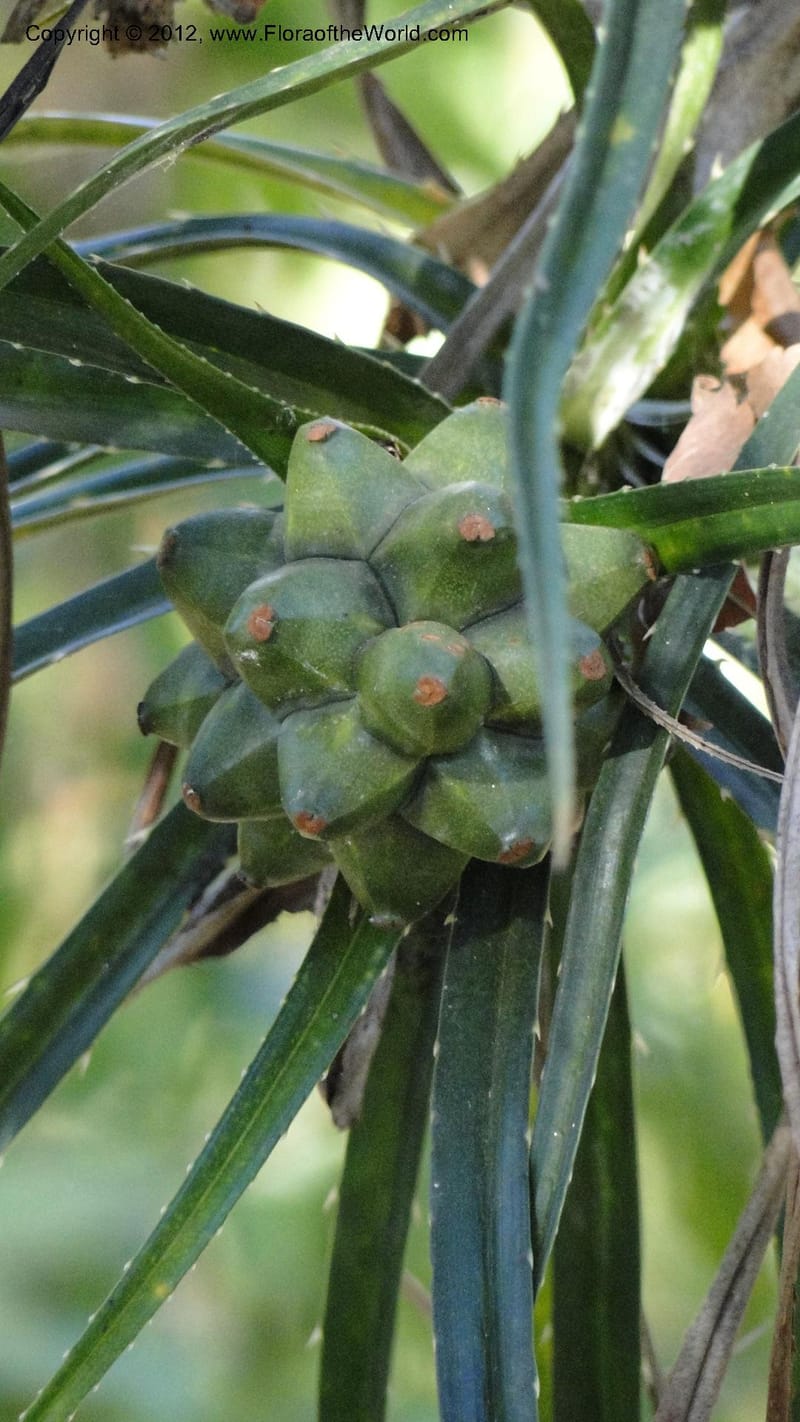 Pandanus dyckioides--Madagascar. Tsimbazaza. 30 April 2010 023.jpg