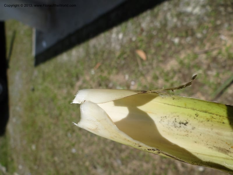 Cut base of a leaf sheath
