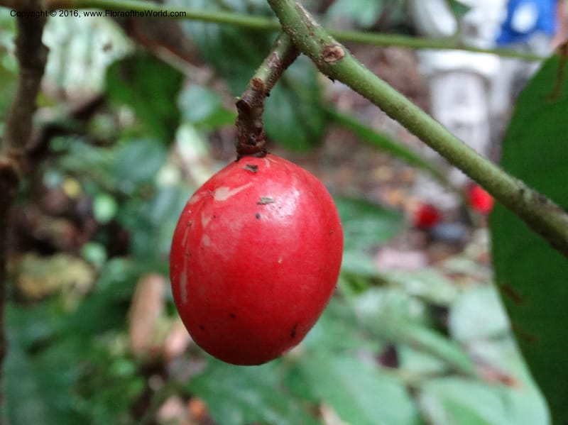 Meliosma, Davidson, C 12932--Sabah. Kinabalu Nat. Park. Nalumad Substesen. 29 Mar 2015. DSC01294 (122).JPG