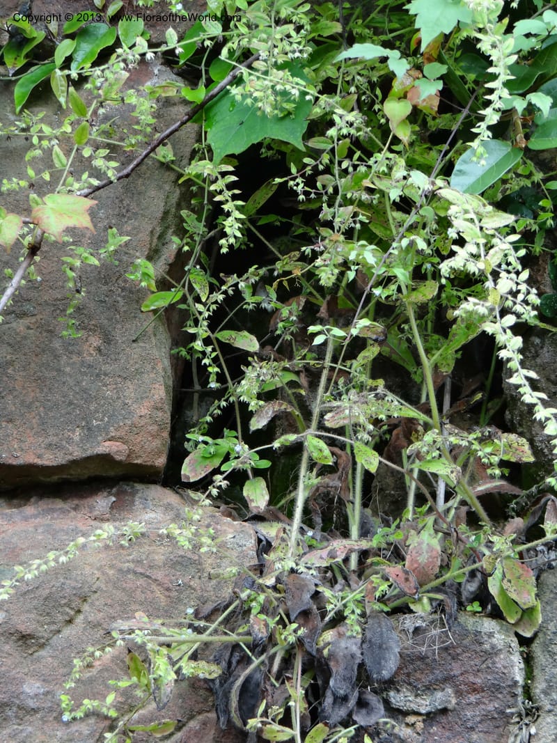 Bothriospermum secundum, Davidson, C 12018--China. Anhui Prov. Qiyun Shan. 7 Jun 2012. DSC01929 (129).JPG