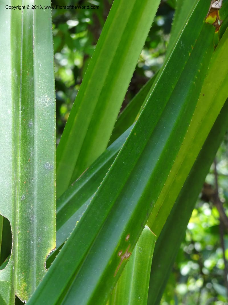 Pandanus kamiae, Callmander, M 1021--Sabah. Klias Forest Reserve. 3 Apr 2012. DSC06489 (103).JPG