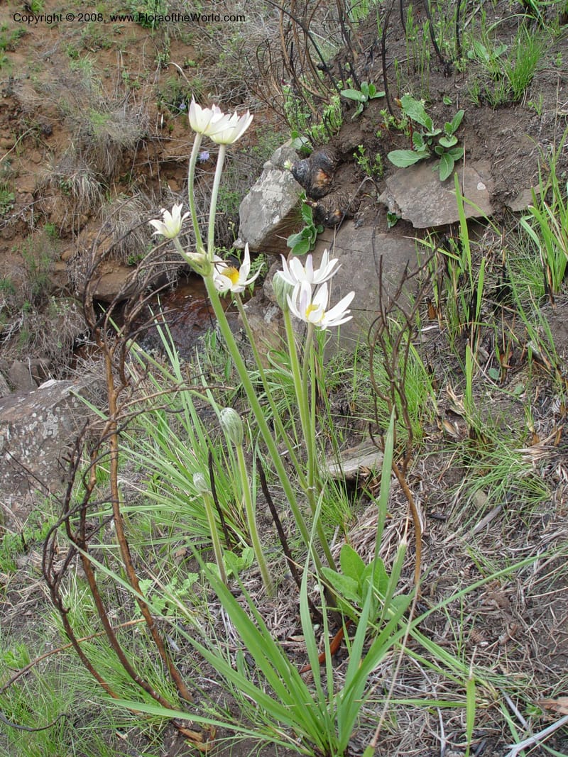 Anemone fanninii--So. Africa. Drakensberg Mts. Giant's Castle. 3 Oct 03. 001.jpg