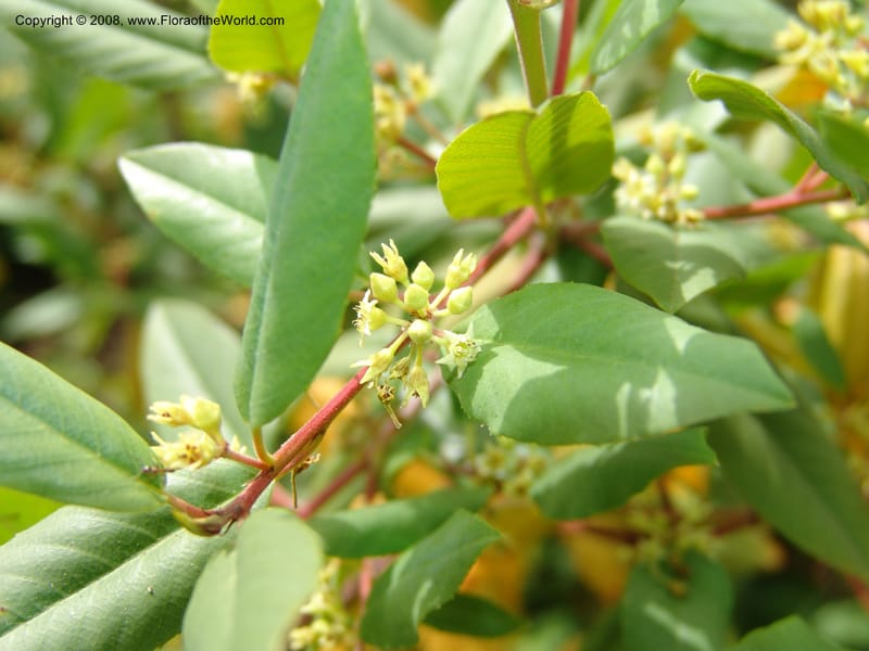 Rhamnus tomentella ssp tomentella, 83.1301--CA. UC Berkeley Bot. Garden. 31 May 07. 763.jpg