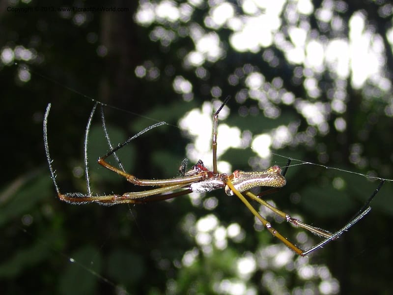 Spider--Bolivia. Pq. Nac. Madidi. Chalalan. Send. Paraba. 27 Nov 04. 055.jpg