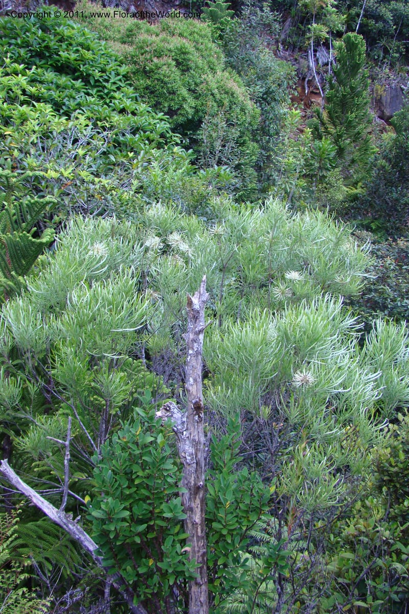 Grevillea exul, M. Callmander 809--New Caledonia. Mont Dore. 20 Jan 2010. 001 (145).jpg