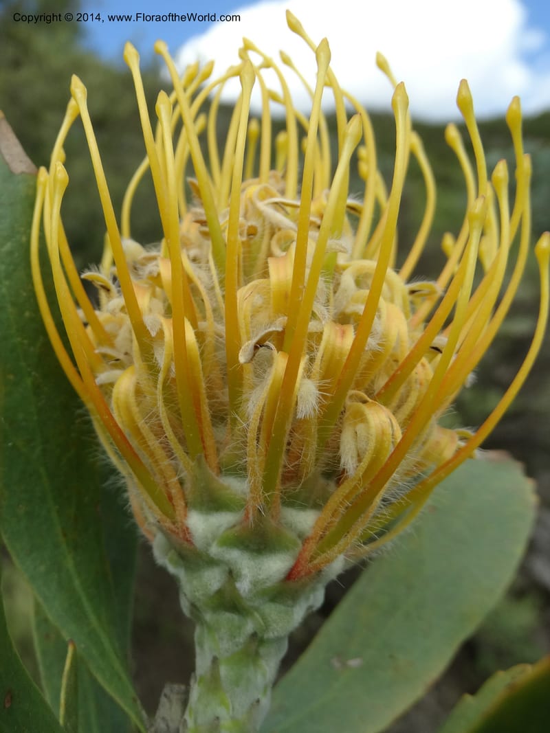 Leucospermum, Davidson, C 12268--South Africa. Western Cape. S of Swartberg Pass. 19 Jan 2014. DSC00691 (17).JPG