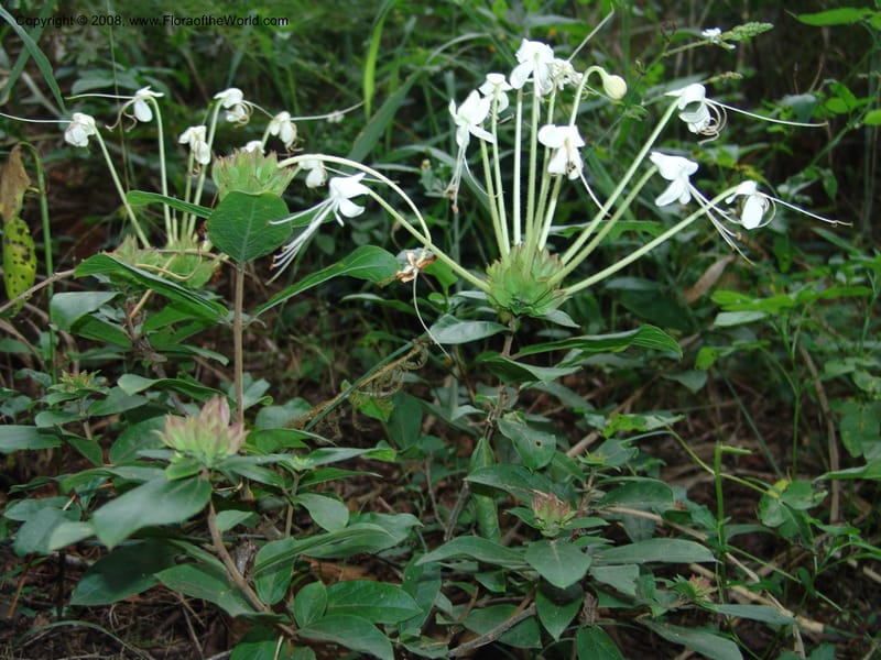 Clerodendrum zambesiacum cf, W4519--So. Afr. Mpumal. Karino, Whyte Thorne Gdn. 14 Mch 05. 131.jpg