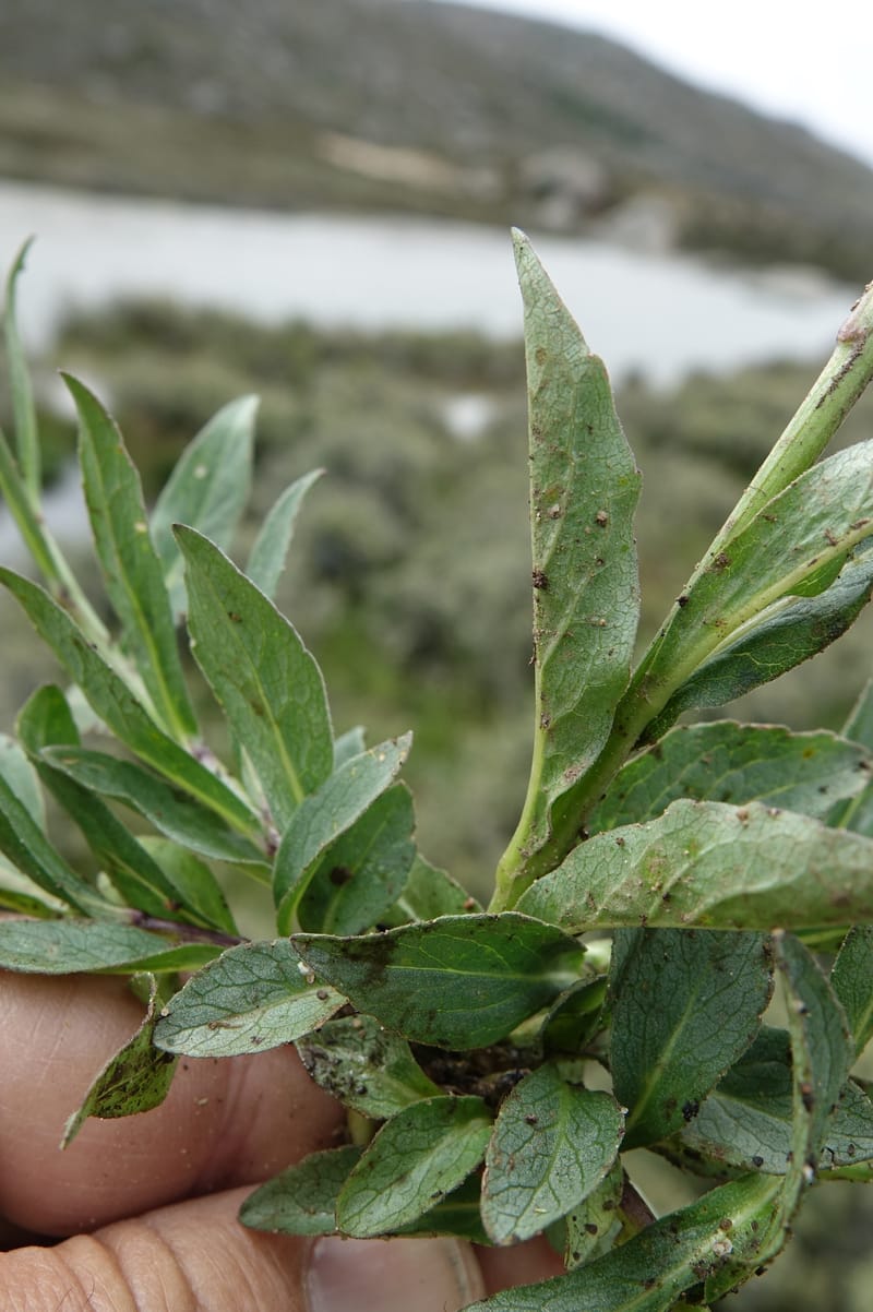 Adenophora jasionifolia, D. Boufford 44018--China. Sichuan. Daocheng Xian. 14 Aug 2017. DSC05676 (162).JPG