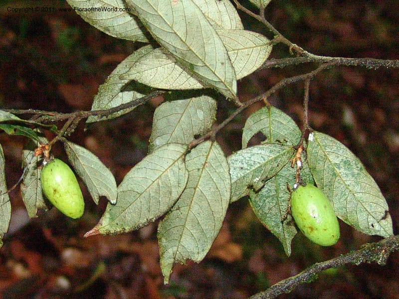 Couepia, RVasquez31559--Peru. Prov. Oxa. Estac. Paujil. Send. El Mirador. 16 Oct 06. 456.jpg