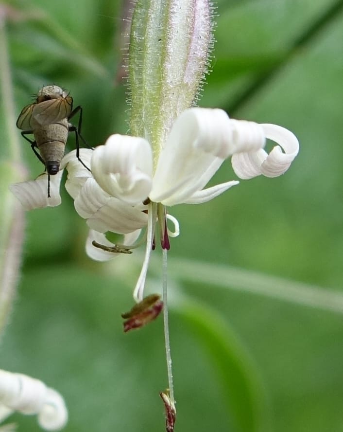 Silene nutans subsp. nutans,  Davidson, C 13266--Switzerland. Oberwald. Chapel St. Nikolas. 2 Jul 2016. DSC07728 (784).JPG